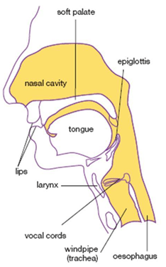 Diagram - normal swallowing